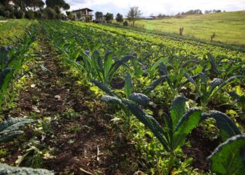 منظمة الأغذية والزراعة تطلق أدوات عملية للتشجيع على تخزين الكربون العضوي في التربة