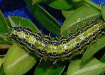 أستاذ بزراعة أسيوط يكشف عن طرق مكافحة دودة الحشد