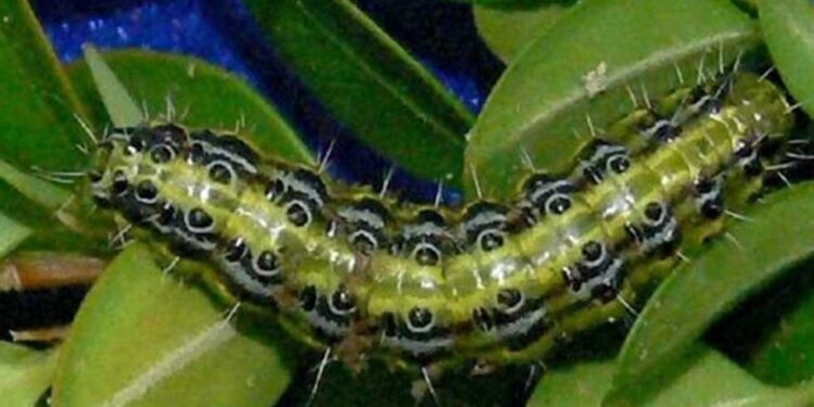 أستاذ بزراعة أسيوط يكشف عن طرق مكافحة دودة الحشد