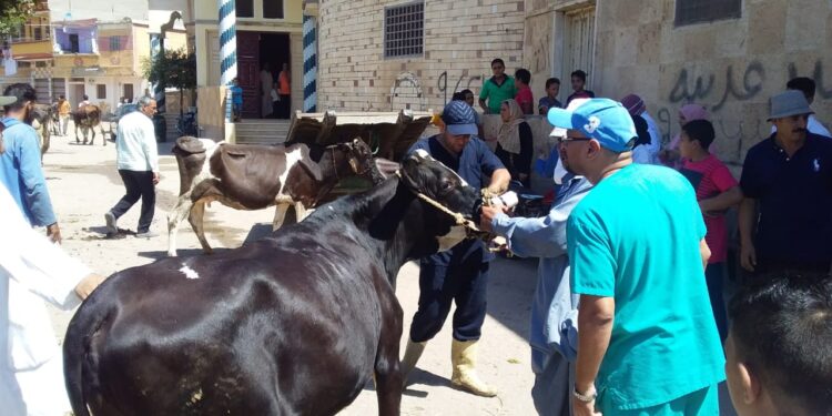 «مديرمعهد التناسليات» 50 قافلة بيطرية مجانية ضمن المبادرة الرئاسية "حياة كريمة" 1 قافلة بيطرية مجانية