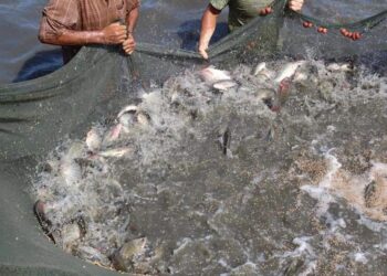 “رئيس الثروة السمكية”: تطهير البحيرات ضاعف إنتاجها من الأسماك ليصل  ٢٢٢ ألف طن