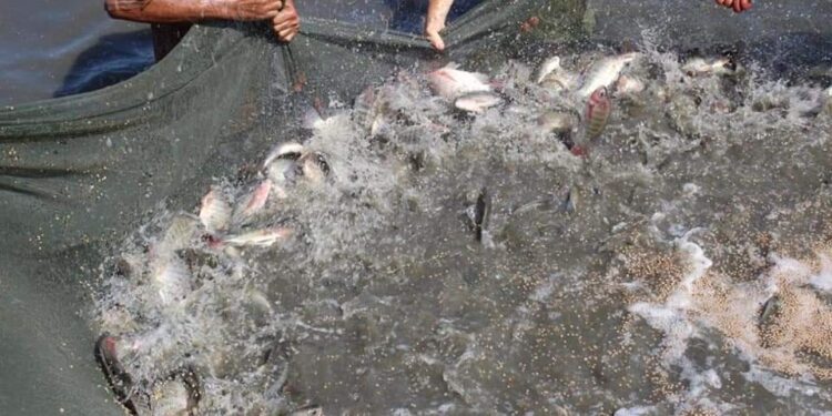 "رئيس الثروة السمكية": تطهير البحيرات ضاعف إنتاجها من الأسماك ليصل ٢٢٢ ألف طن 1 “رئيس الثروة السمكية”: تطهير البحيرات ضاعف إنتاجها من الأسماك ليصل  ٢٢٢ ألف طن