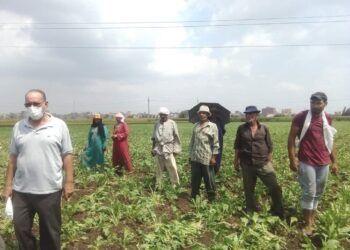 زراعة 21 ألف فدان بمحصول البنجر بمحافظة البحيرة