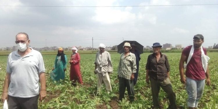 زراعة 21 ألف فدان بمحصول البنجر بمحافظة البحيرة