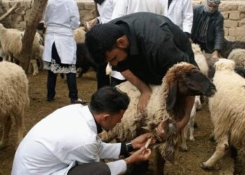 106 لجنة بيطرية بكفر الشيخ تواصل تحصين الأغنام والماعز ضد الطاعون