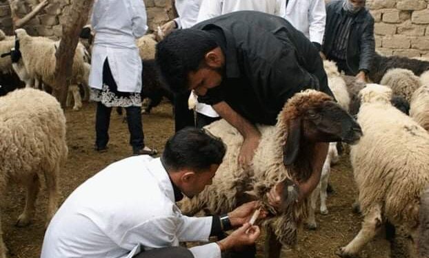 106 لجنة بيطرية بكفر الشيخ تواصل تحصين الأغنام والماعز ضد الطاعون