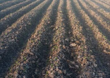 زراعة 6 آلاف فدان بمحصول بنجر السكر في بورسعيد