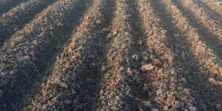 زراعة 6 آلاف فدان بمحصول بنجر السكر في بورسعيد 1 زراعة 6 آلاف فدان بمحصول بنجر السكر في بورسعيد