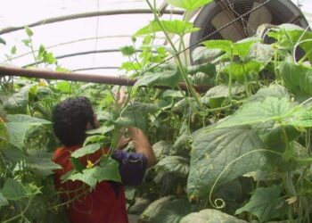 إدارة ملوحة الأراضي