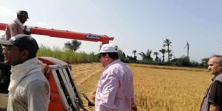 وكيل زراعة دمياط يتابع حصاد محصول الأرز 1 وكيل زراعة دمياط يتابع حصاد محصول الأرز