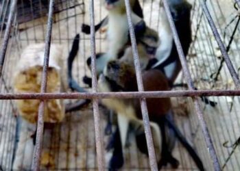 “البيئة” تعلن ضبط مزرعتين مخالفتين وإنقاذ 94 حيوان برى