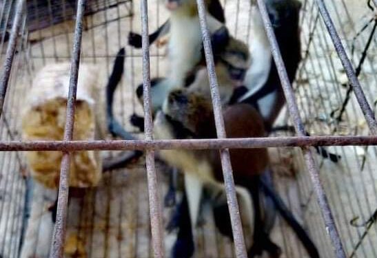 "البيئة" تعلن ضبط مزرعتين مخالفتين وإنقاذ 94 حيوان برى 1 “البيئة” تعلن ضبط مزرعتين مخالفتين وإنقاذ 94 حيوان برى