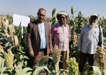 “شندويل1” يحقق طفرة إنتاجية في هجن الذرة الرفيعة بالفيوم