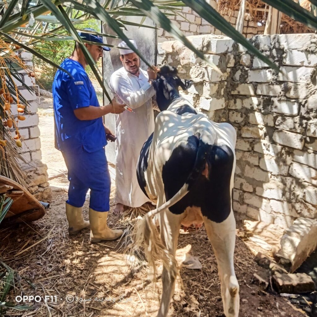 الزراعة تنظم قافلة بيطرية مجانية بمحافظة مطروح 12 قافلة بيطرية مجانية بمحافظة مطروح