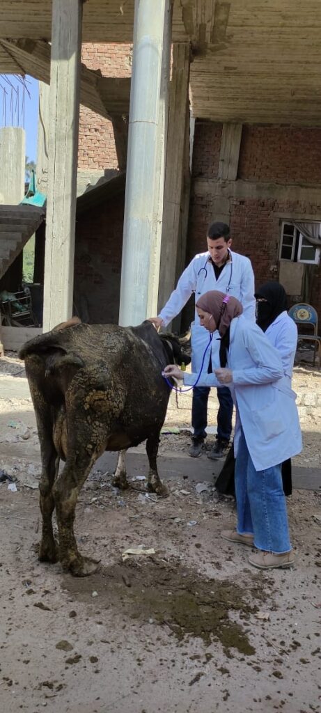 قافلة بيطرية مجانية تفحص 5 آلاف رأس ماشية بقرى دمياط 12 جانب من فعاليات القافلة البيطرية