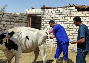 الزراعة : لأول مرة تطبيق التلقيح الاصطناعي فى الماشية بواحة سيوة