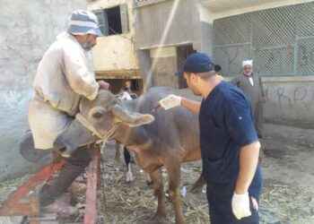 قافلة بيطرية مجانية تفحص 5 آلاف رأس ماشية بقرى دمياط