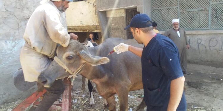 قافلة بيطرية مجانية تفحص 5 آلاف رأس ماشية بقرى دمياط 1 قافلة بيطرية مجانية تفحص 5 آلاف رأس ماشية بقرى دمياط
