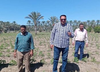 زراعة الطماطم