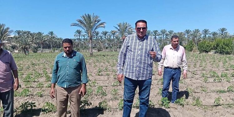 "عبد السميع" يتابع تطبيق نظم الري الحديث في زراعة الطماطم 1 زراعة الطماطم