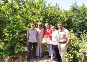 سحب عينات من محصول الجوافة بكفر الدوار وتحليلها بالمعمل المركزى للمبيدات