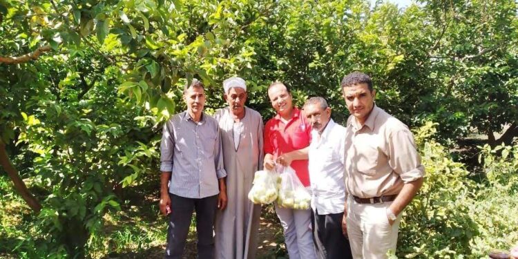 سحب عينات من محصول الجوافة بكفر الدوار وتحليلها بالمعمل المركزى للمبيدات