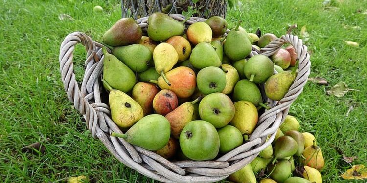 أخصائي محاصيل بستانية يوضح علامات نضج الثمار 1 أخصائي محاصيل بستانية يوضح علامات نضج الثمار