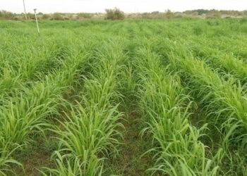 الأعلاف الخضراء