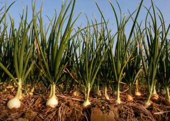 محصول البصل