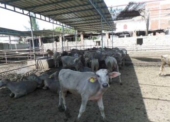 المربي الصغير والثروة الحيوانية