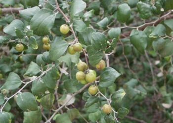 تعرف على تكلفة زراعة فدان الجوجوبا والعائد الاقتصادي