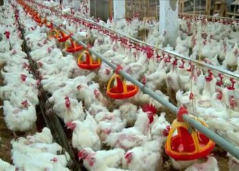 أسعار الدواجن والبيض بالاسواق المصرية اليوم الأربعاء