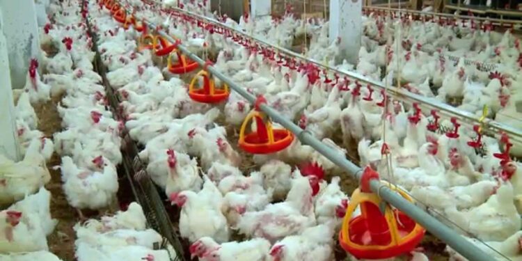 أسعار الدواجن والبيض بالاسواق المصرية اليوم الأربعاء 1 أسعار الدواجن والبيض بالاسواق المصرية اليوم الأربعاء