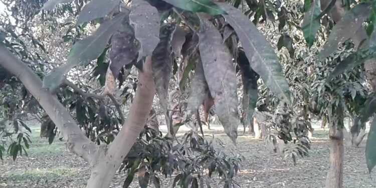 3 طرق لمكافحة العفن الهبابي الأسود الذي يصيب أوراق المانجو 1 العفن الهبابي الأسود الذي يصيب أشجار المانجو