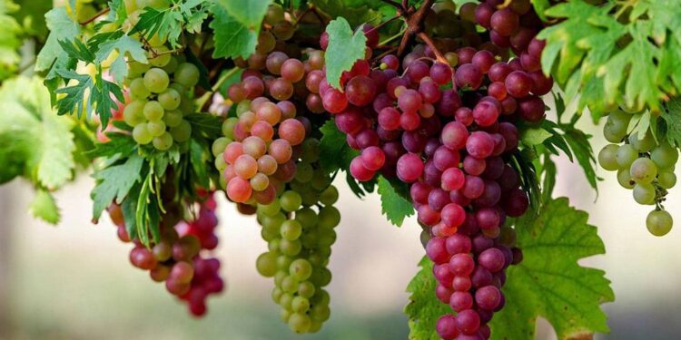 خلال أكتوبر.. تعرف على التوصيات الفنية لمزارعي محصول العنب 1 تعرف على التوصيات الفنية لمزارعي محصول العنب