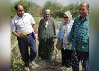 المركزية لـ”البساتين” تتابع زراعات “الجوافة والعنب والموالح”بالإسكندرية