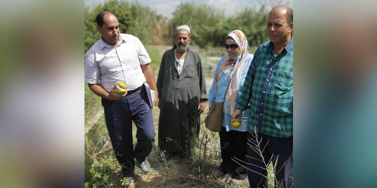 المركزية لـ"البساتين" تتابع زراعات "الجوافة والعنب والموالح"بالإسكندرية 1 المركزية لـ”البساتين” تتابع زراعات “الجوافة والعنب والموالح”بالإسكندرية