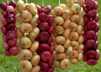 باحث:تجفيف البصل يقلل تكلفة النقل والشحن ويضاعف قيمته التصديرية