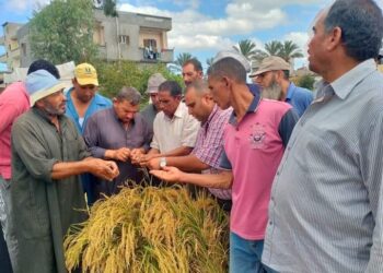 متابعة حصاد الأرز