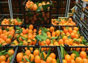 صادرات الموالح المصرية تحتل المركز الأول عالميا