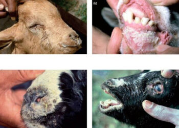 طاعون الأغنام والماعز