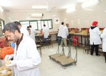 أثناء فحص تقاوي البطاطس