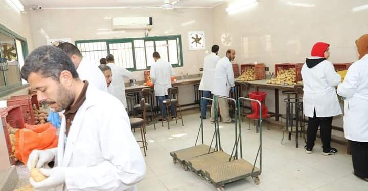 الزراعة تواصل فحص تقاوي البطاطس المحلية 1 أثناء فحص تقاوي البطاطس