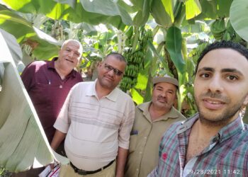 المركزية "للبساتين" تتابع زراعات الموز والعنب ببني سويف