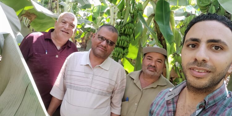 المركزية "للبساتين" تتابع زراعات الموز والعنب ببني سويف 1 المركزية "للبساتين" تتابع زراعات الموز والعنب ببني سويف