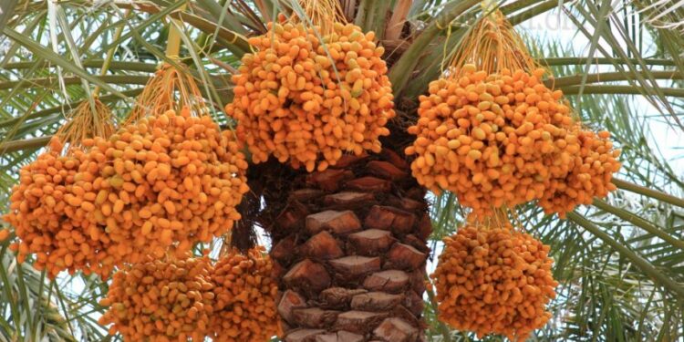نخيل البلح .. 5 توصيات فنية هامة خلال شهر أكتوبر 1 نخيل البلح