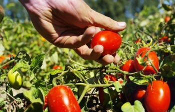 تقاوي الخضر