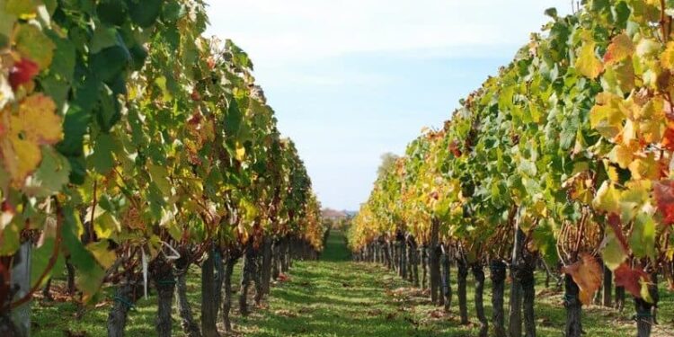 رئيس الإدارة المركزية للبساتين يطالب بحصر فعلي لـ "بساتين الفاكهة" 1 بساتين الفاكهة