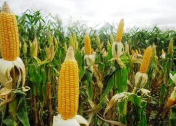 الذرة الشامية