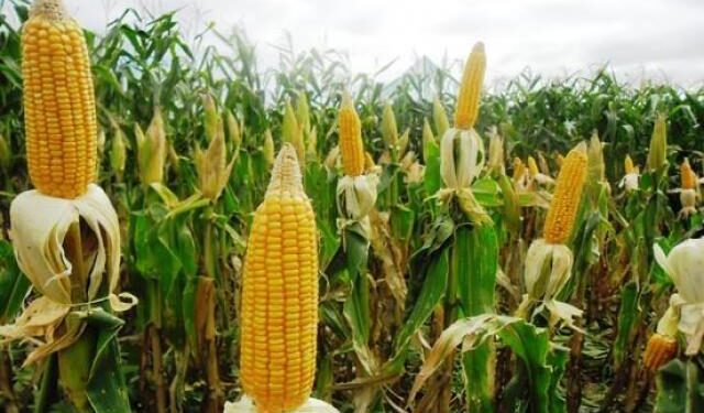 الذرة الشامية